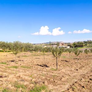 Enna (Barrafranca): Visita all'uliveto e pranzo/cena sotto gli Ulivi Secolari