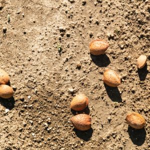 Enna (Barrafranca): Esperienza di raccolta e gusto tra mandorle e olio Siciliano con pernottamento (2 Giorni)