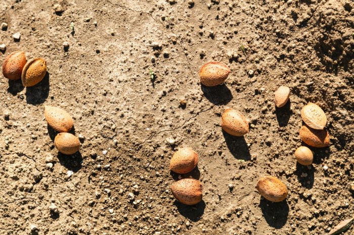 Enna (Barrafranca): Esperienza di raccolta e gusto tra mandorle e olio Siciliano con pernottamento (2 Giorni)