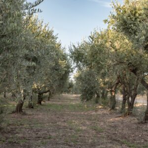 Siracusa Sortino: Tour olio d'oliva & brunch