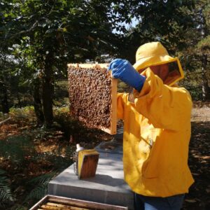 Apicoltori per un giorno alle pendici dell'Etna
